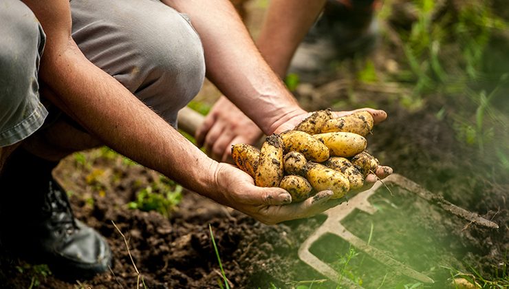 Cosecha de papa: las empresas que contraten personal deberán completar un formulario