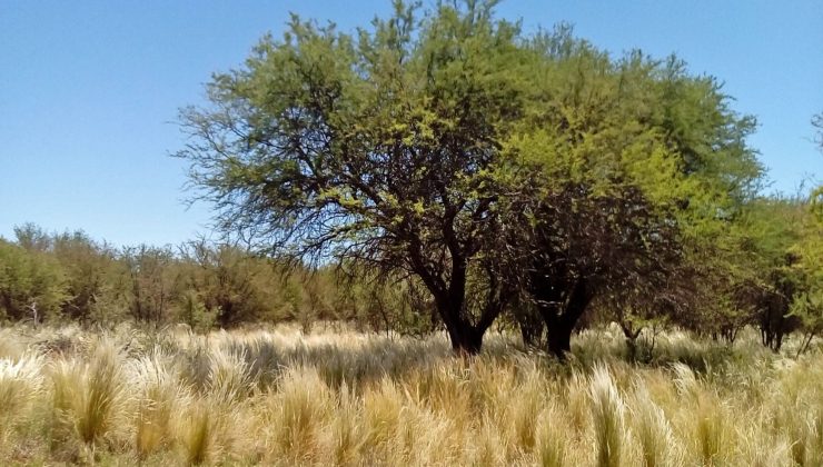 Destinan fondos para productores que protejan los bosques nativos