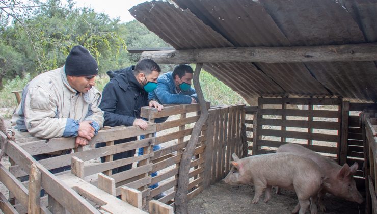 El Ministerio de Producción entregó una pareja de porcinos a un pequeño productor de Nogolí