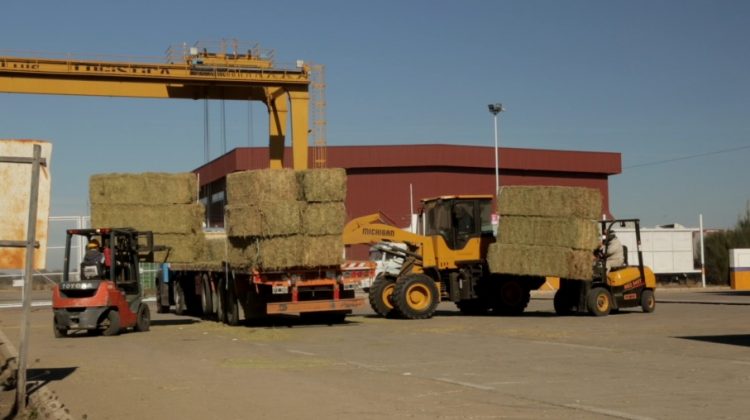 Esperan un fuerte impacto productivo, comercial y ambiental con la exportación de alfalfa