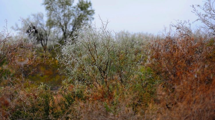 Se espera la llegada de una ola polar durante este fin de semana