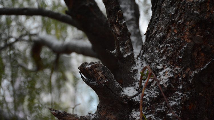 Llegó la nieve: este jueves será una jornada gris, fría e inestable