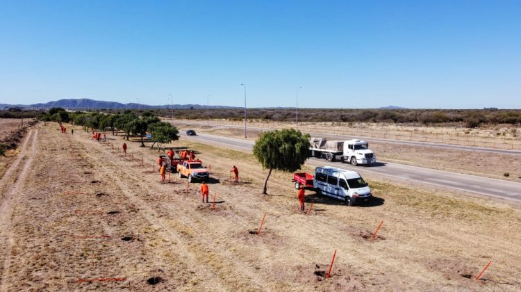 Plan de Parquización: finalizaron las plantaciones de álamos a raíz desnuda