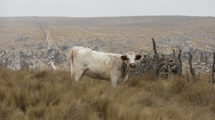 El frío llega de la mano del viento sur