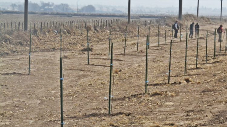 “Más árboles, más vida” plantó sus primeras raíces en La Toma