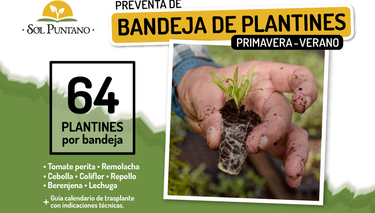 Sol Puntano pone a la venta bandejas hortícolas de primavera – verano para huertas familiares