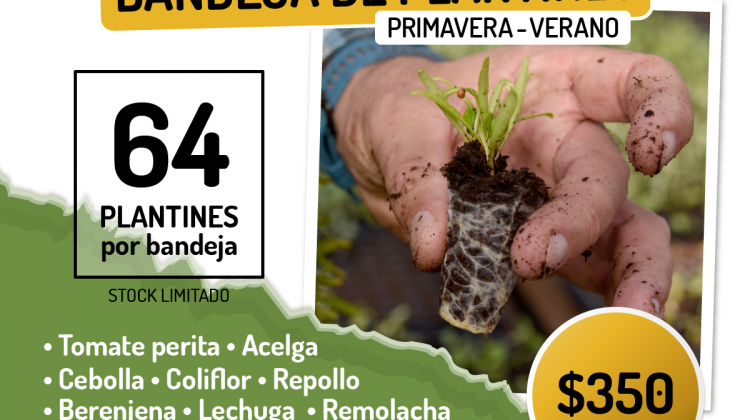 Más de 900 personas ya reservaron bandejas hortícolas de primavera-verano de Sol Puntano