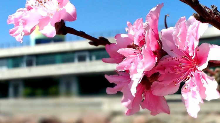 La primavera llega cálida y ventosa