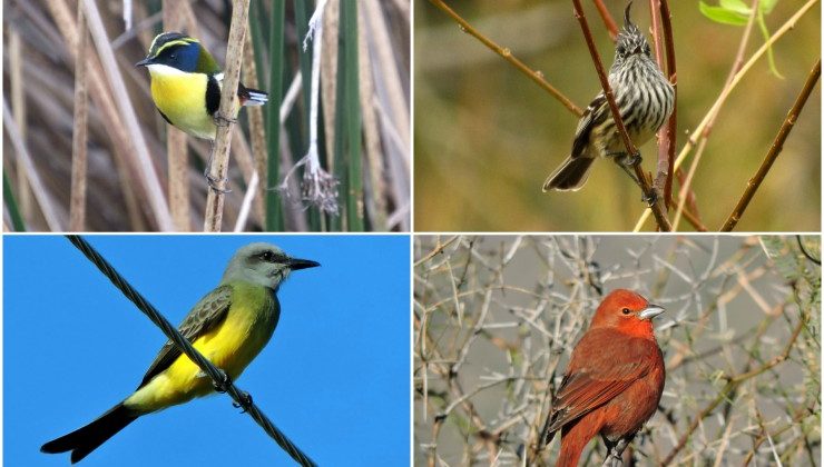 Liberaron a más de 50 aves recuperadas