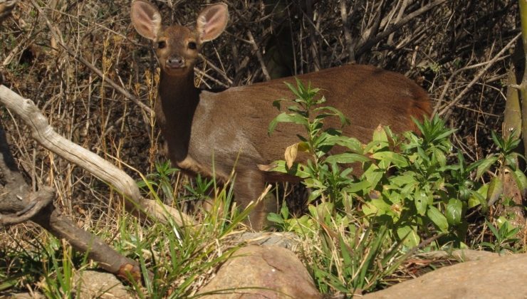 Recomendaciones ante la presencia de animales silvestres a la orilla de la ruta o zonas urbanas