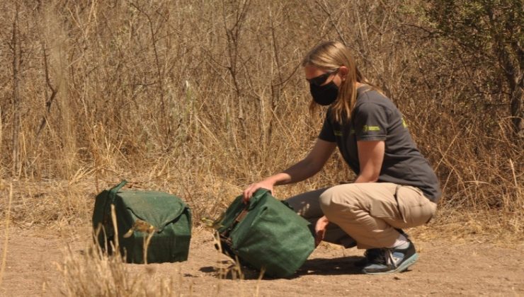 Año récord en recuperación de animales silvestres