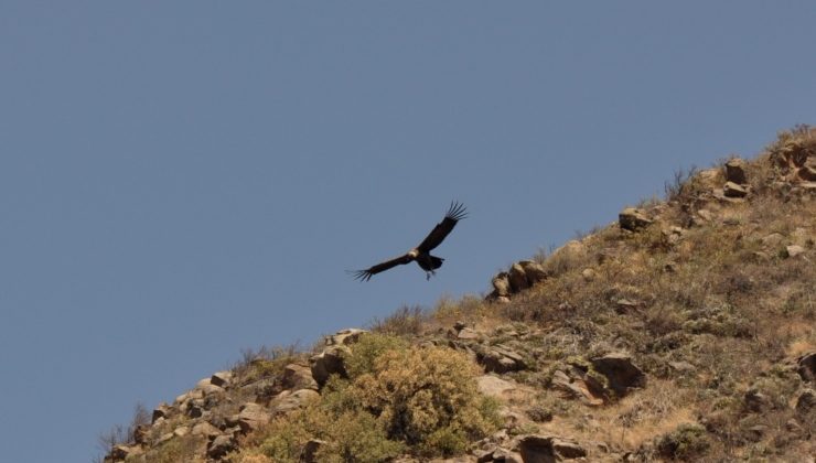 Un cóndor andino fue rescatado y liberado en la Reserva Natural “Las Higueritas”