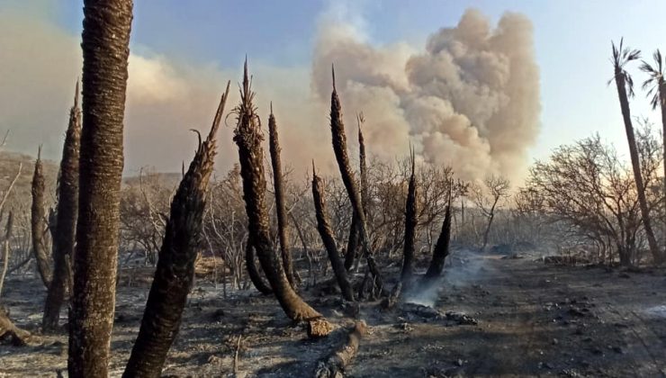 En lo que va del año, los incendios forestales afectaron más de 84 mil hectáreas en toda la provincia