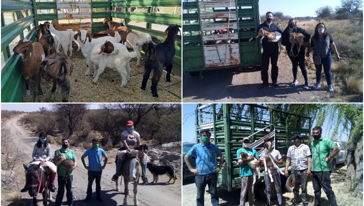 Intercambio de genética entre el Ministerio de Producción y la Mesa Caprina del Norte para mejorar la calidad de sus animales