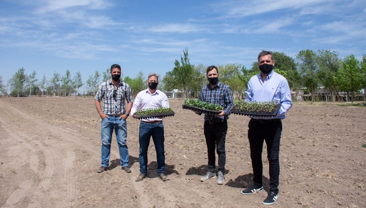 La Municipalidad de La Toma adquirió plantines de Sol Puntano para armar una huerta