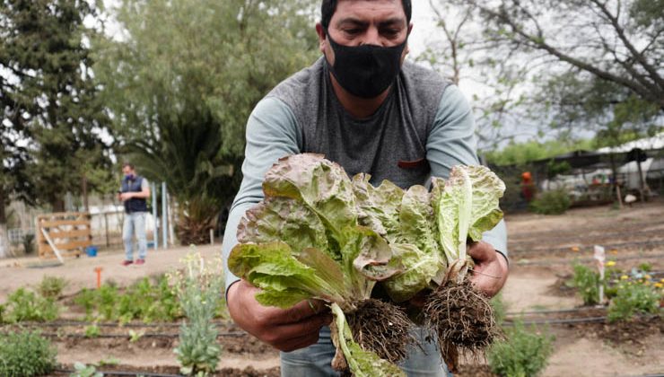 El Plan de Inclusión Social tiene su propia huerta