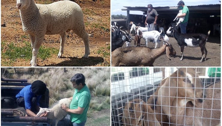 Entregaron animales reproductores de buena genética a pequeños productores del norte provincial