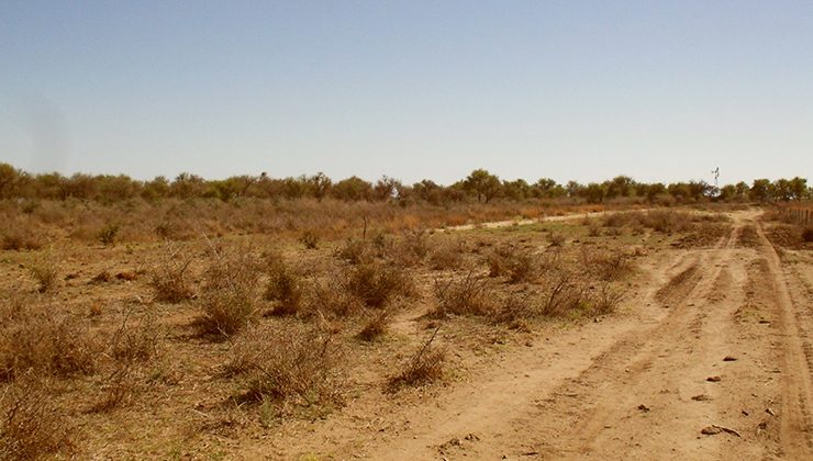 Multa millonaria y obligación de remediación ambiental a una empresa que desmontó ilegalmente