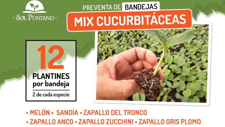 Bandejas mix de cucurbitáceas, el nuevo producto que Sol Puntano pone a la venta