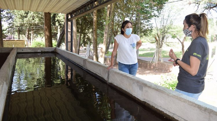 Prevención de dengue: sembrarán peces en cuerpos de agua para reducir la población de mosquitos transmisores de la enfermedad