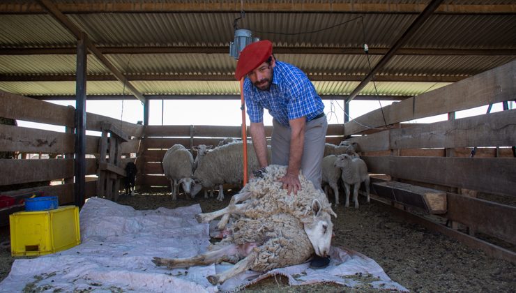 La cartera productiva realizó una demostración sobre cómo esquilar ovejas