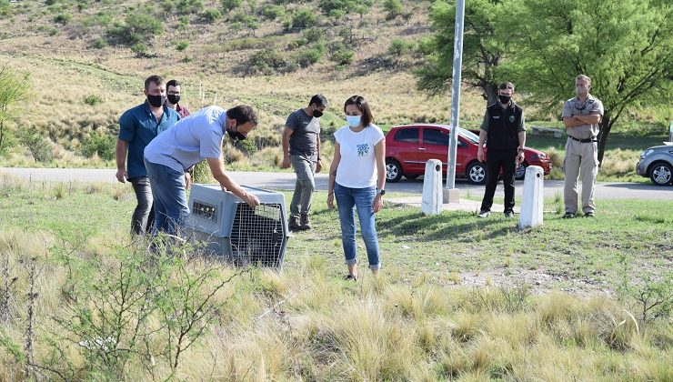 Un águila mora volvió a volar en libertad en el cielo puntano