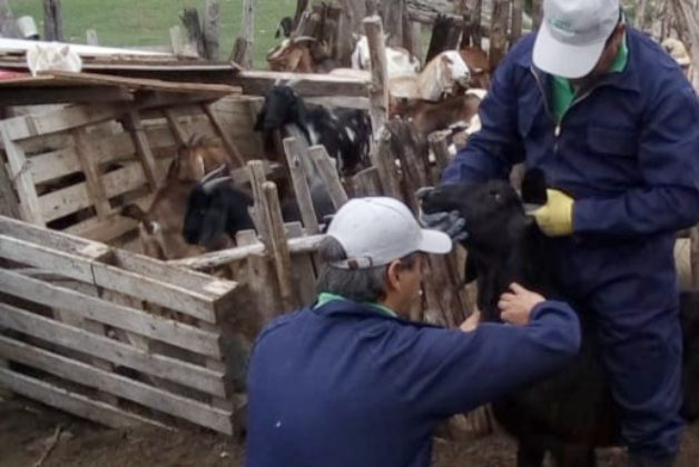 Realizaron muestreos caprinos para la detección de brucelosis