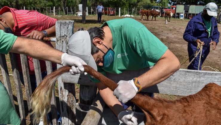 Continúan las acciones para resguardar la sanidad animal en la provincia