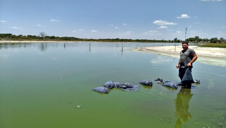 Comenzó la siembra de peces para reducir la población de mosquitos transmisores del dengue