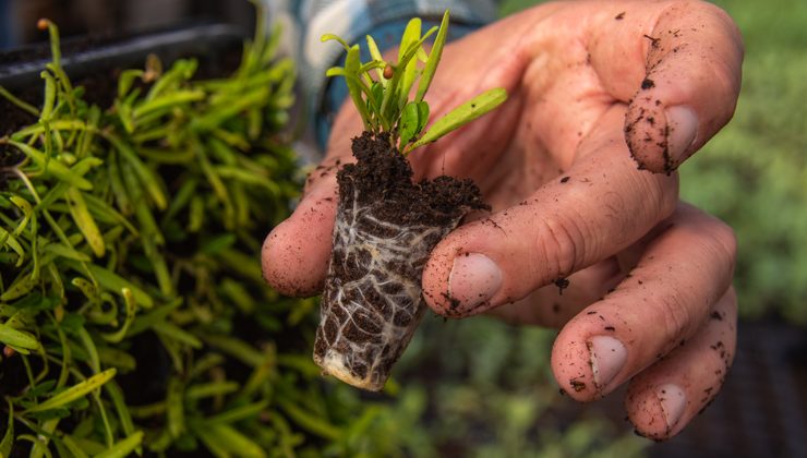 Sol Puntano vendió más de 8.000 bandejas hortícolas