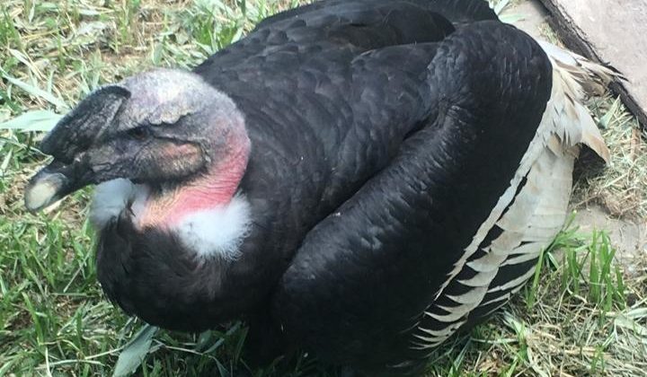 Después de 9 años, un cóndor andino regresa a San Luis tras cumplir un rol clave en la conservación de la especie