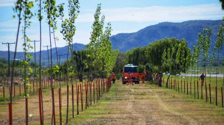 Plan de Parquización: en el año se plantaron más de 87 mil especies, que protegen más de 500 kilómetros de rutas en toda la provincia