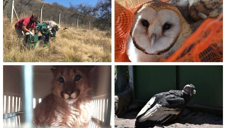 Más de 500 animales silvestres fueron recuperados durante el año 2020 en San Luis