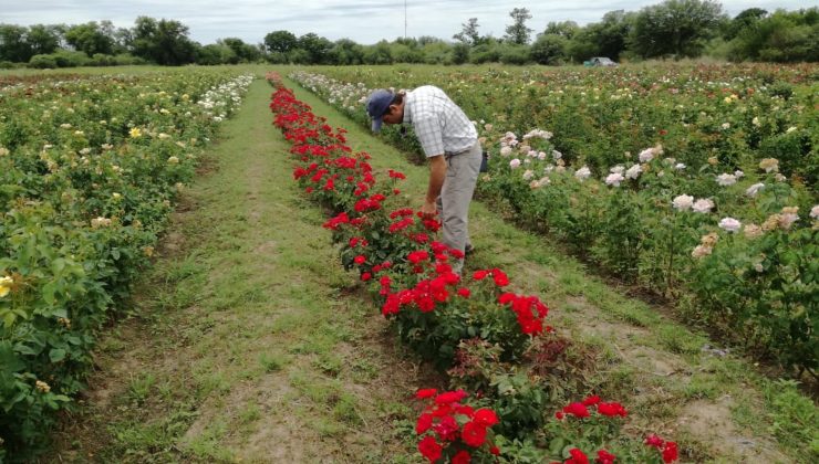 San Luis Agua ya realiza el censo de cultivo