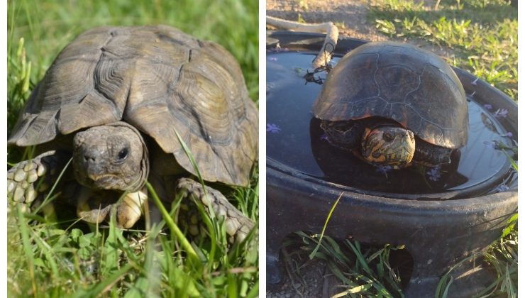 En lo que va del año se rescataron siete tortugas, que ya se encuentran en el Centro de Conservación de Vida Silvestre