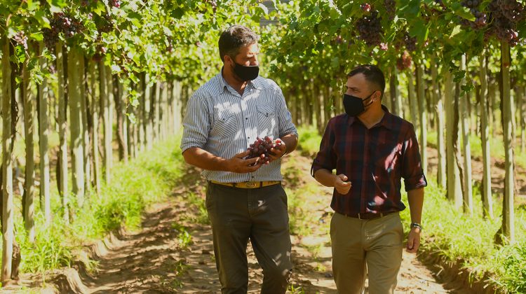 Comenzó la cosecha de uvas y tomates en Sol Puntano