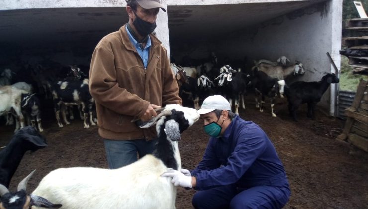 Comenzaron las tareas de sanidad con los grupos de productores caprinos del norte provincial