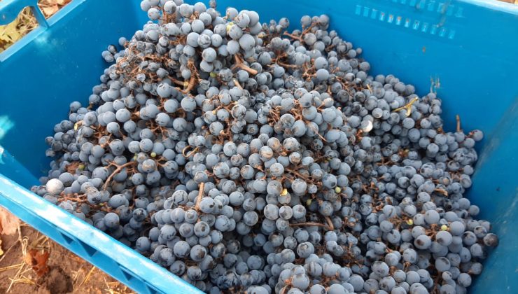 Comenzó la cosecha de uva cabernet sauvignon en Sol Puntano