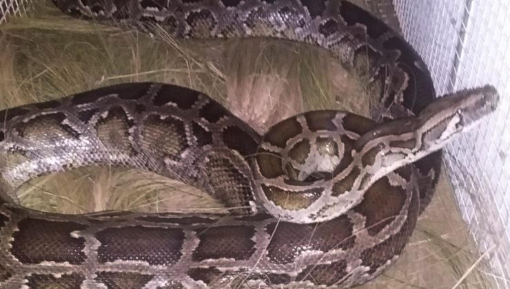 La serpiente pitón rescatada en Merlo ya se encuentra en el Serpentario Educativo del Tigre