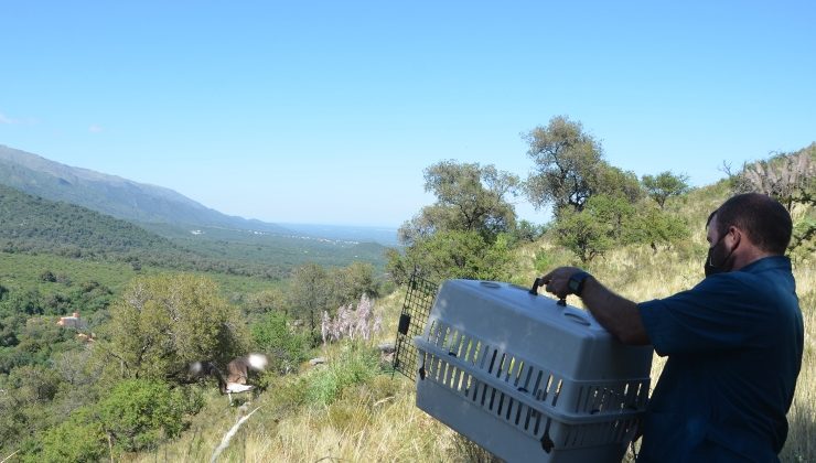 La Reserva Natural Mogote Bayo fue escenario de la liberación de distintos animales recuperados