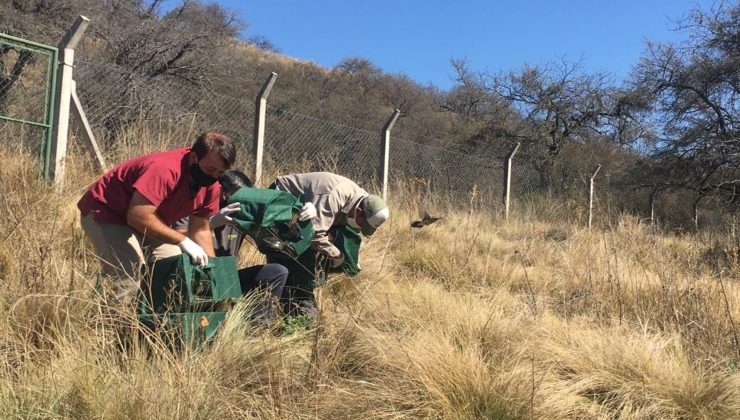 La naturaleza de Quebrada de las Higueritas recibió a 41 aves y un quirquincho que volvieron a vivir en libertad