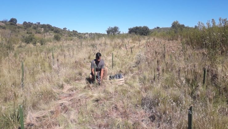 Plantaron 500 algarrobos en la Reserva Natural Florofaunistica “La Florida”