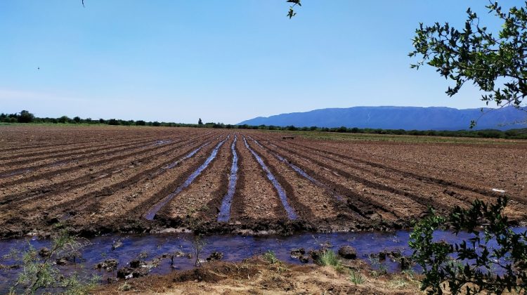 San Luis Agua abrió el plazo para realizar la Intención de Siembra Otoño- Invierno 2021