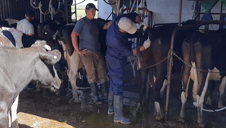 Realizaron acciones de sanidad animal en un tambo de Renca