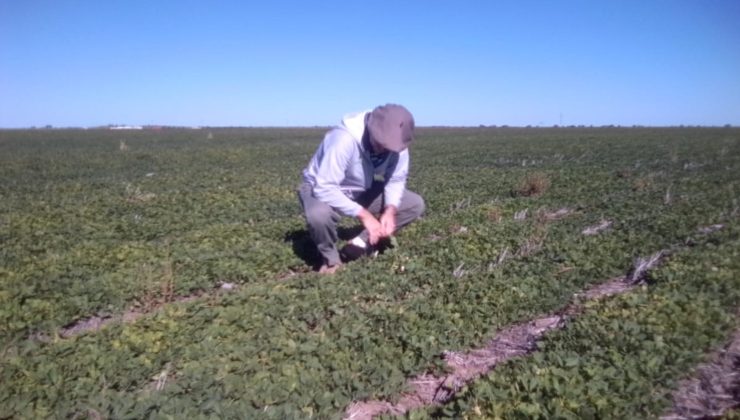 Realizaron nuevas inspecciones en establecimientos con planes de cultivo de maní