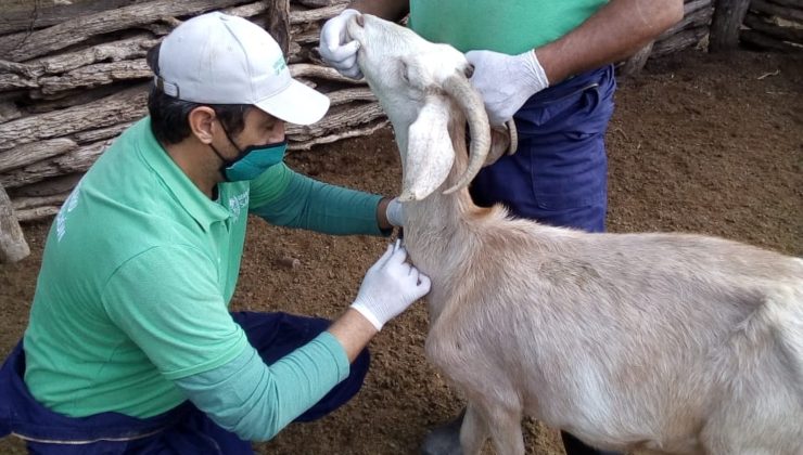 Realizaron actividades de sanidad animal en más de 500 cabras de productores del norte puntano