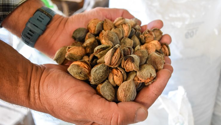 Sol Puntano brinda el servicio de descascarado de almendras a pequeños y medianos productores de la provincia