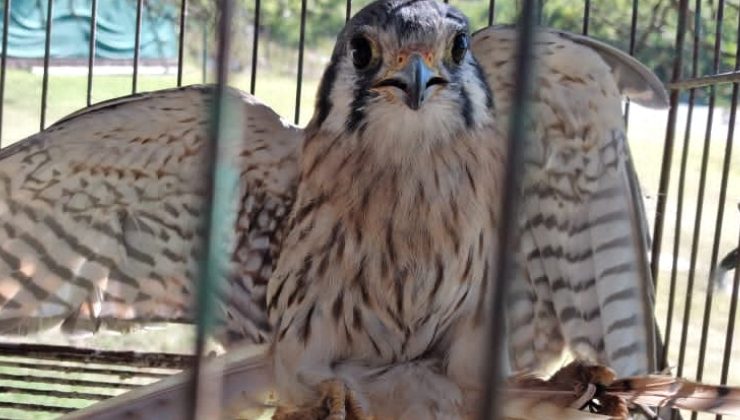 Centro de Conservación de Vida Silvestre: en el último mes ingresaron 57 animales rescatados