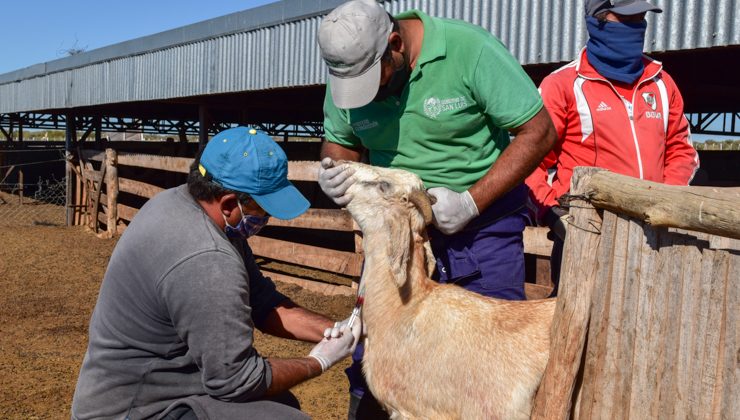 El Ministerio de Producción realizó acciones de sanidad animal en la Comunidad Huarpe de Guanacache