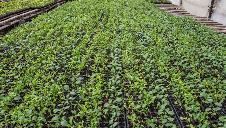 Las bandejas hortícolas para huertas familiares se comercializarán en la venta directa al público de Sol Puntano